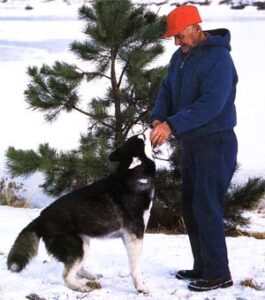 Basics of Responsible Pet Ownership Image